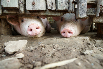 Pig in a stall at a farm