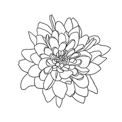 Linear vector hand drawn chrysanthemum flower - obrazy, fototapety, plakaty
