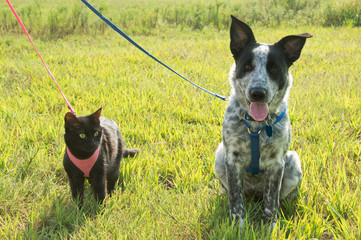 Black cat and a spotted puppy on leash against sunny green background © pimmimemom