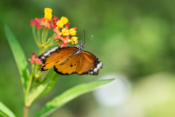 Macro shot of Monarch butterfly at butterfly house. Beer-Sheva Zoo. Israel