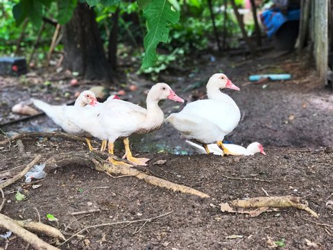 White duck