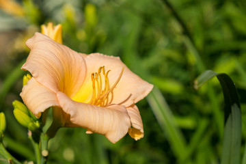 Day-lily aka Hemerocallis