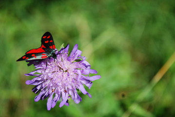 Papillon sur fleure de chardon
