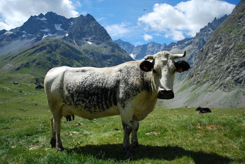 Vache des alpes