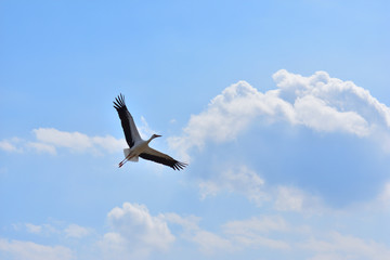 Cicogna bianca in volo