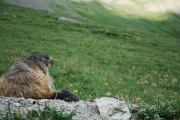 Marmotte dans le parc des Ecrins (Alpes)