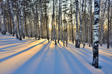 Winter landscape - Sunset in the birch grove.