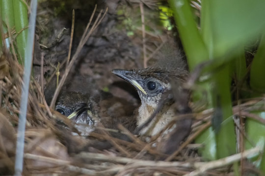 Carolina Wren Baby Birds In Nest