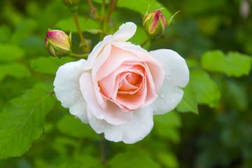 Rose Bud close-up