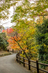 The Trail at the Yoro Waterfall in Gifu, Japan, November, 2016