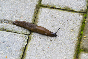 large slug crawling across the road