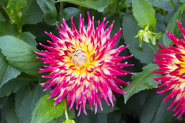 Bud red Dahlia flower close up in the garden