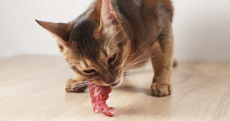 young abyssinian cat eating meat from table