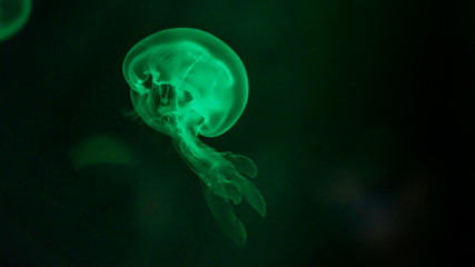 Green Jellyfish