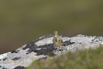 meadow pipit