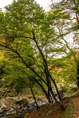 Fototapeta na wymiar The Creek at the Yoro Waterfall in Gifu, Japan, November, 2016