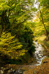 Obraz premium The Creek at the Yoro Waterfall in Gifu, Japan, November, 2016