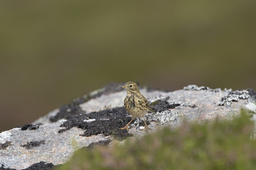 meadow pipit