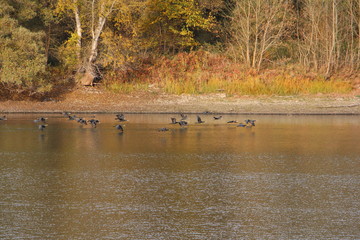Komorane auf der Rheininsel Ketsch 