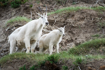 Mountain Goat