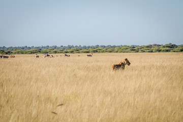 Lion standing in the high grass in front of Oryx.