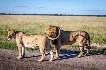 Fototapeta na wymiar Mating couple of Lions standing on the road.