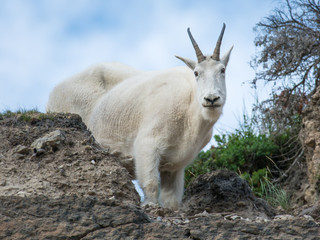 Mountain Goat