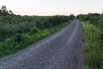 Gravel road in a green and yellow countryside