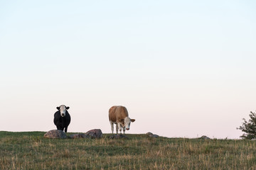Obraz premium Curious cows on top of a hill