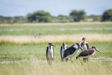 Group of Marabou storks in the high grass.
