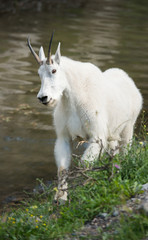 Mountain Goat