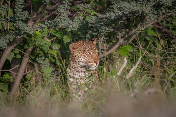 Leopard sitting in the bushes.