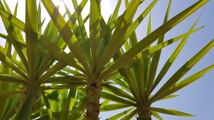 Obraz na płótnie Canvas Sunny tropicals palms