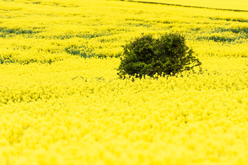 Hawthorn trees in a field of rape with their yellow flowers in a field.