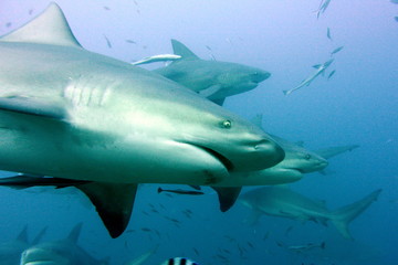 Bull shark
