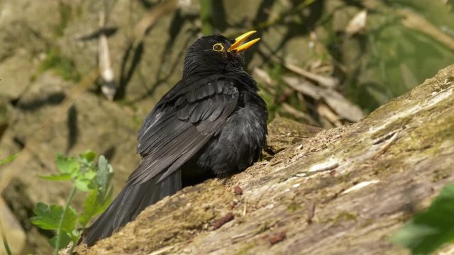 Common blackbird (Turdus merula) sunbathing - ungraded footage