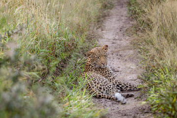 Leopard laying down in the sand.