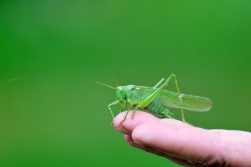 Locust sitting on a finger.