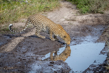 Leopard drinking from a pool of water.