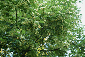 linden tree blossom in sunny summer evening