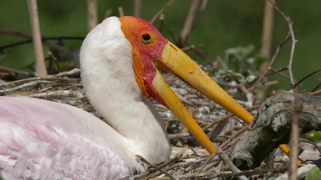 Detail of the yellow-billed stork in nest - ungraded footage