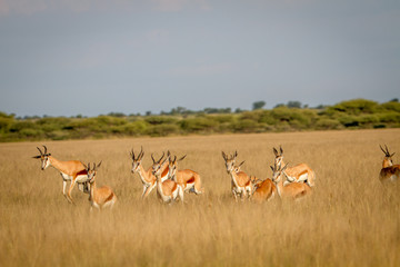 Naklejka na ściany i meble Herd of Springbok running in the grass.