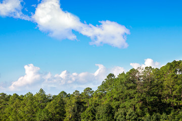 Blue sky with cloud and forest