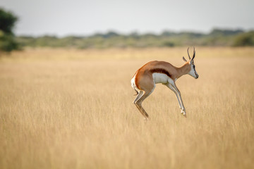 Springbok pronking in the grass. - obrazy, fototapety, plakaty