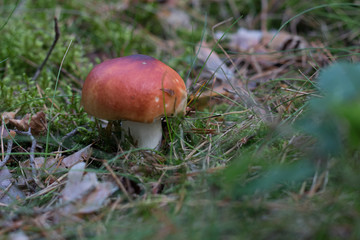 mushroom growing in the forest