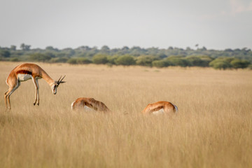 Springbok pronking in the grass.