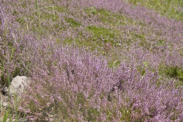 wrzos.różowo fioletowekwiaty jesieni