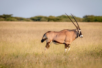Gemsbok standing in the grass.