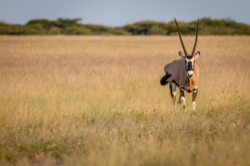 Gemsbok standing in the grass.