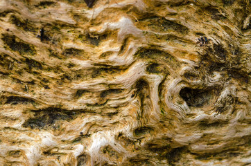 background old wood with the beautiful dried-up wavy fibers